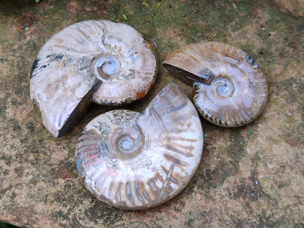 Polished Cleoniceras Red Ammolite Opalized Ammonite Fossils x 3 From Tulear, Madagascar