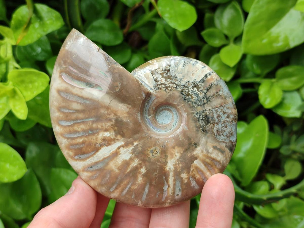 Polished Cleoniceras Red Ammolite Opalized Ammonite Fossils x 3 From Tulear, Madagascar