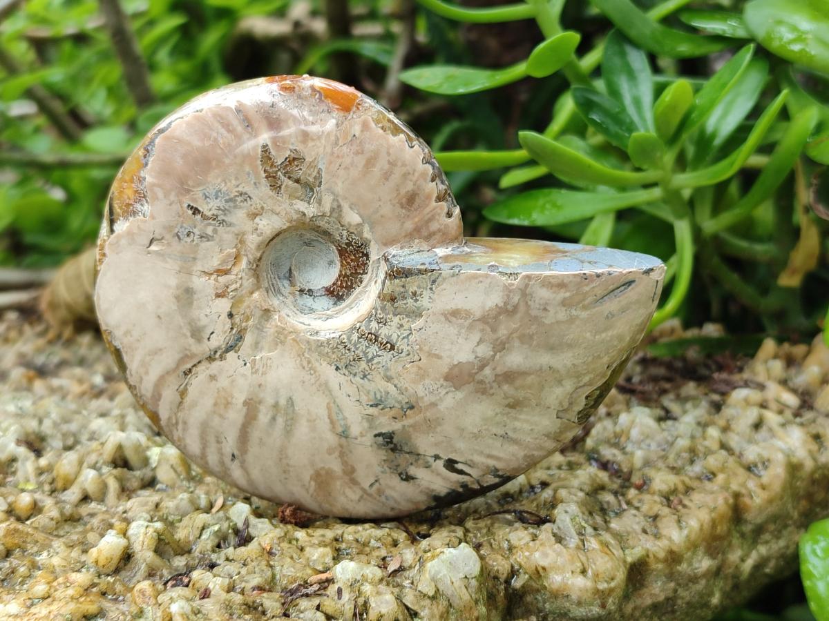 Polished Cleoniceras Red Ammolite Opalized Ammonite Fossils x 3 From Tulear, Madagascar