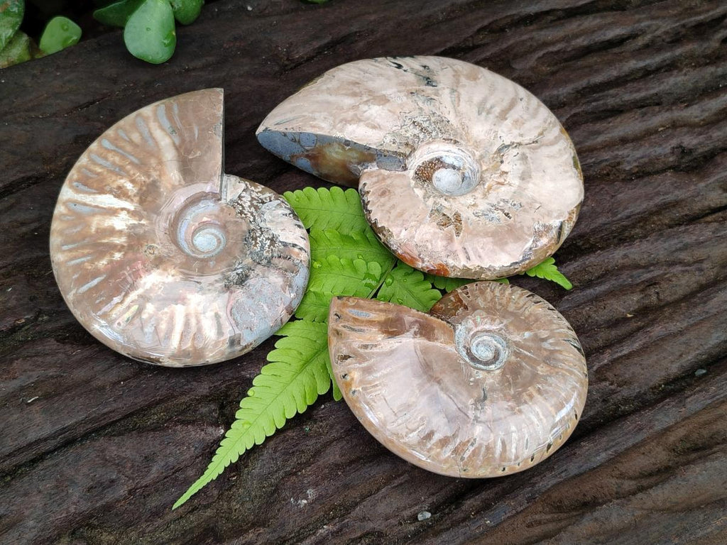 Polished Cleoniceras Red Ammolite Opalized Ammonite Fossils x 3 From Tulear, Madagascar