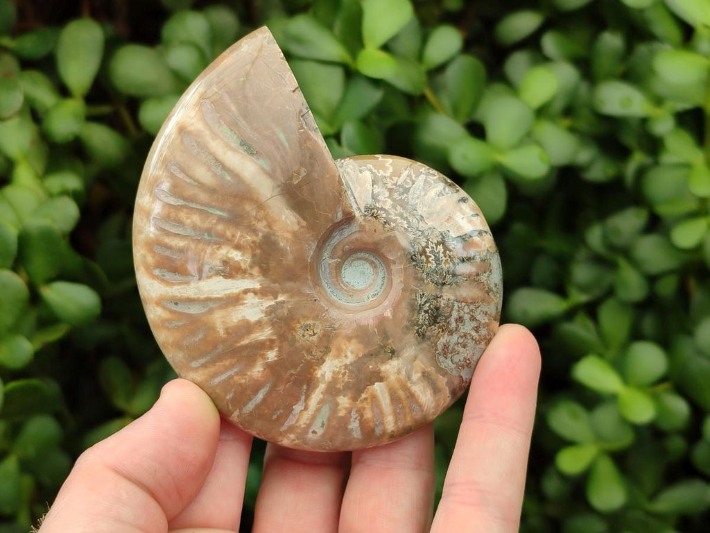 Polished Cleoniceras Red Ammolite Opalized Ammonite Fossils x 3 From Tulear, Madagascar
