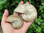 Polished Cleoniceras Red Ammolite Opalized Ammonite Fossils x 3 From Tulear, Madagascar