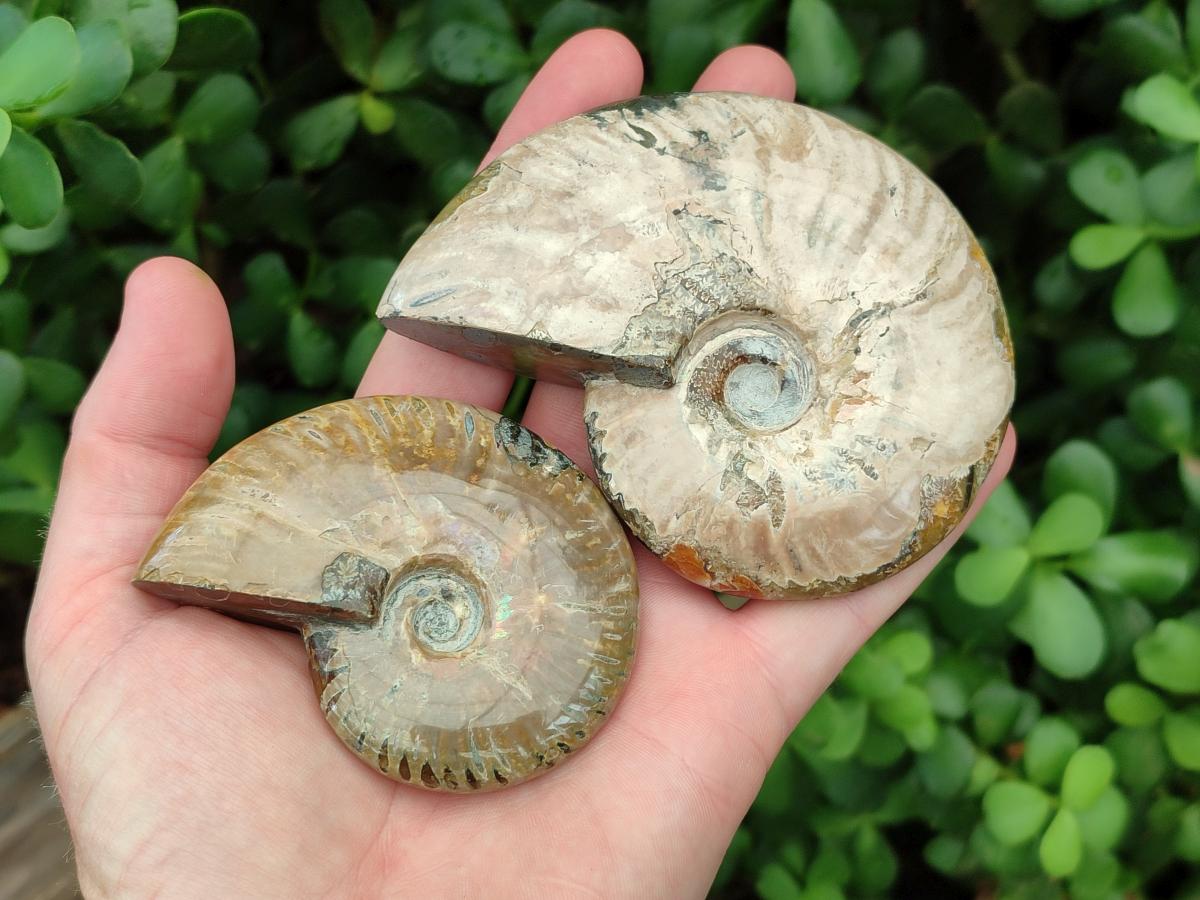 Polished Cleoniceras Red Ammolite Opalized Ammonite Fossils x 3 From Tulear, Madagascar