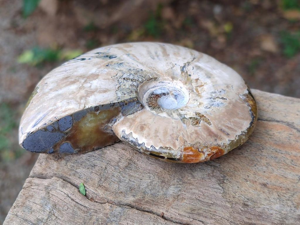 Polished Cleoniceras Red Ammolite Opalized Ammonite Fossils x 3 From Tulear, Madagascar