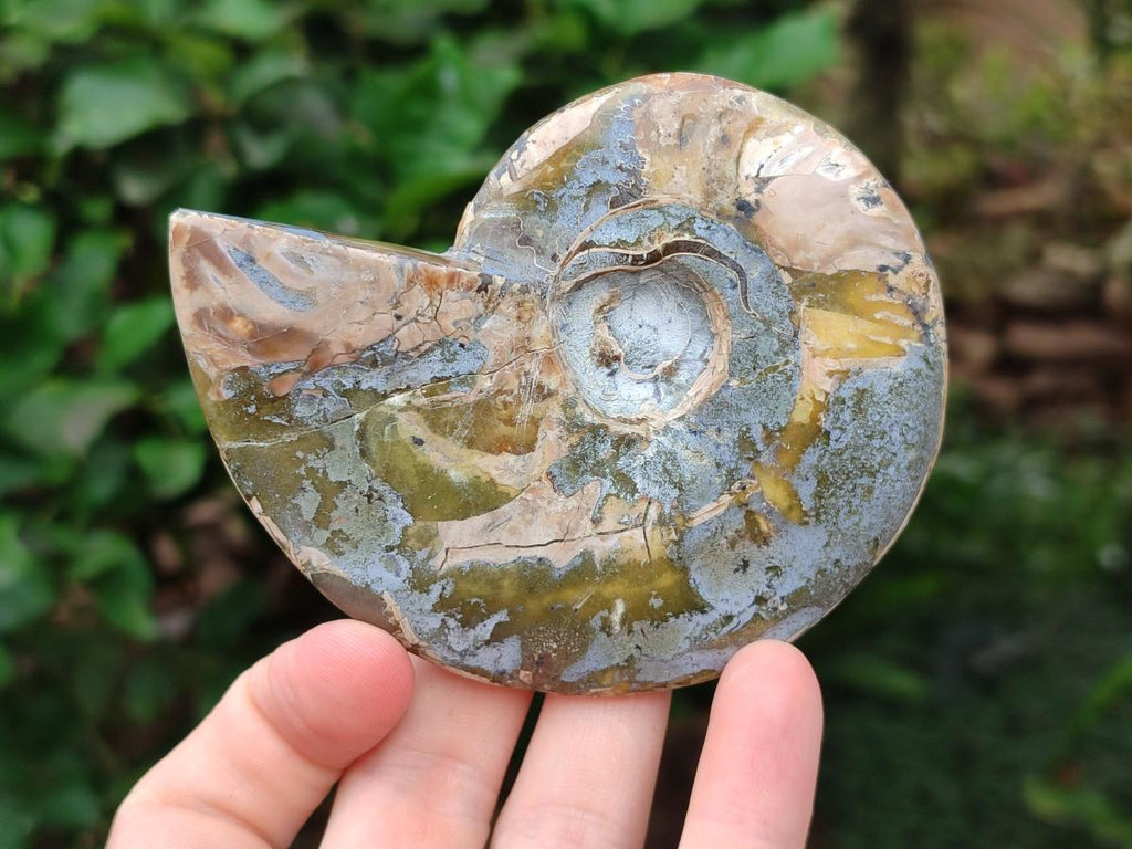 Polished Cleoniceras Red Ammolite Opalized Ammonite Fossils x 3 From Tulear, Madagascar