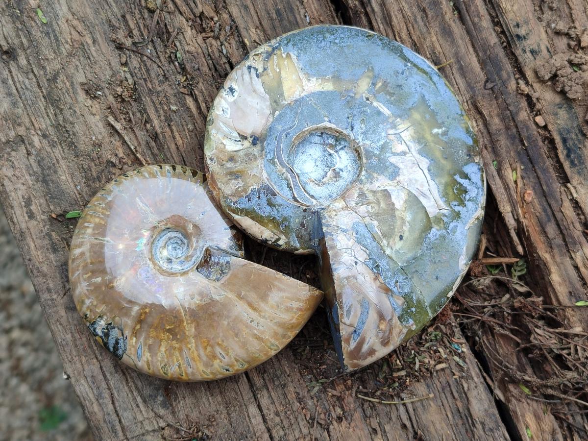 Polished Cleoniceras Red Ammolite Opalized Ammonite Fossils x 3 From Tulear, Madagascar