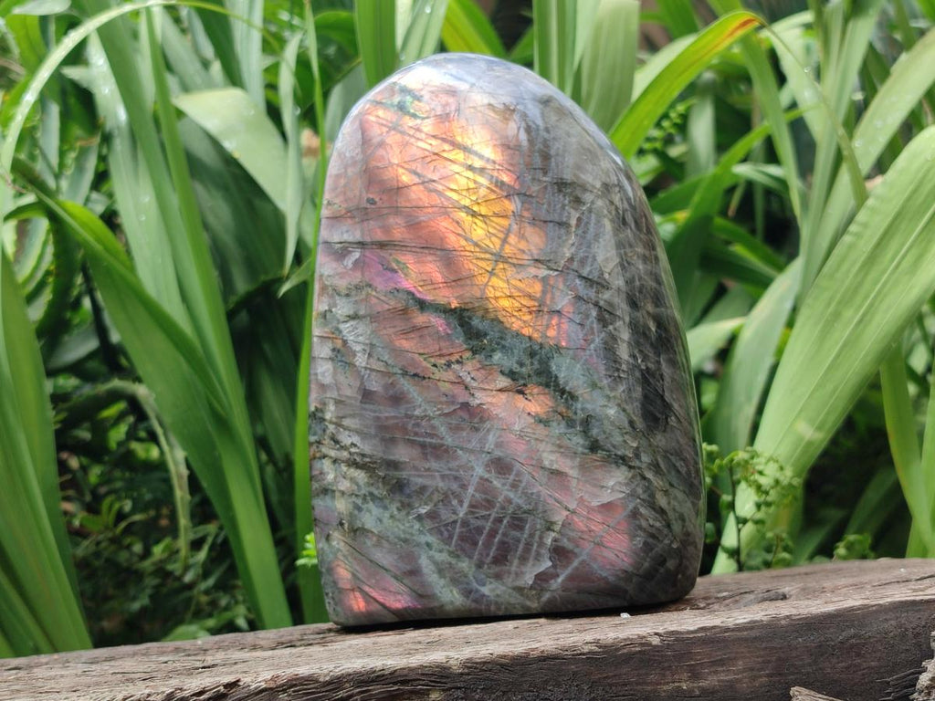Polished Large Rare Purple Sunset Flash Labradorite Standing Free Form x 1 From Madagascar