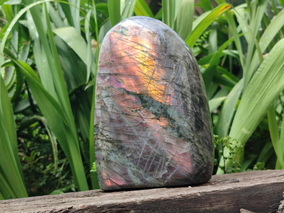 Polished Large Rare Purple Sunset Flash Labradorite Standing Free Form x 1 From Madagascar