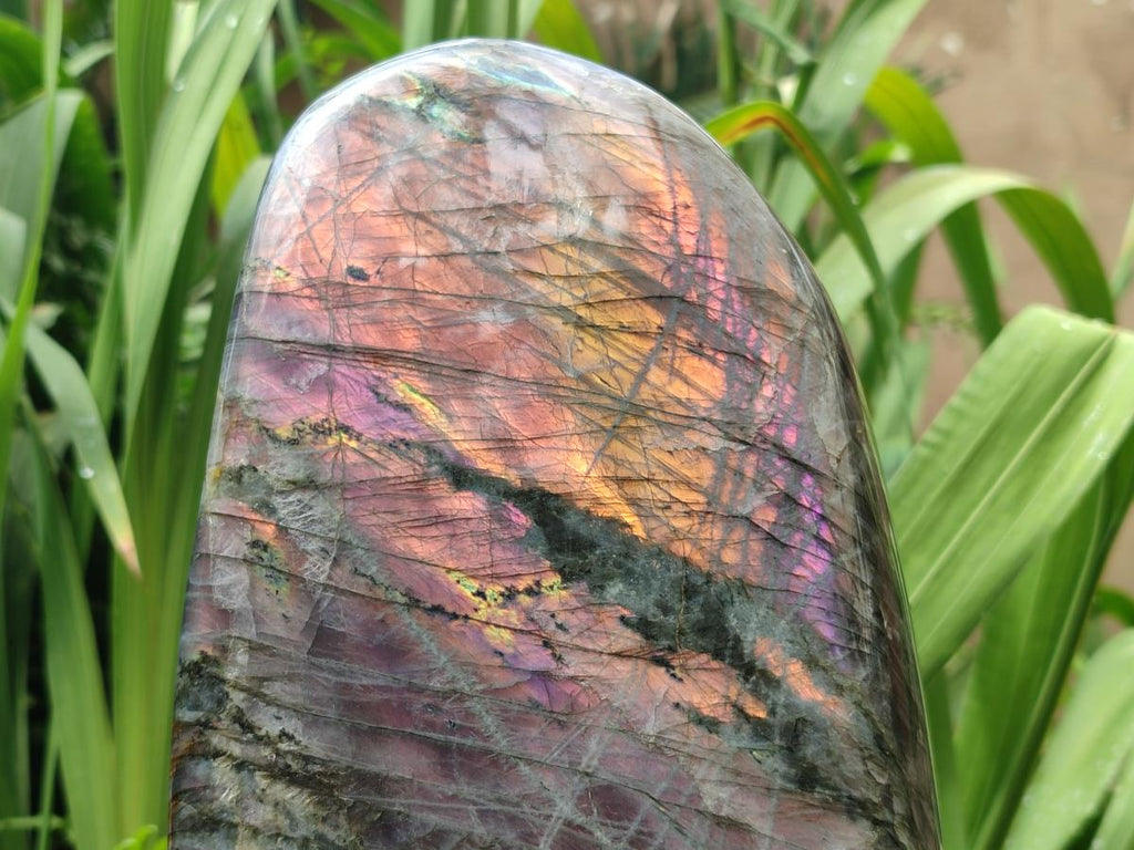 Polished Large Rare Purple Sunset Flash Labradorite Standing Free Form x 1 From Madagascar