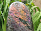 Polished Large Rare Purple Sunset Flash Labradorite Standing Free Form x 1 From Madagascar