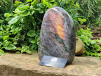 Polished Large Rare Purple Sunset Flash Labradorite Standing Free Form x 1 From Madagascar
