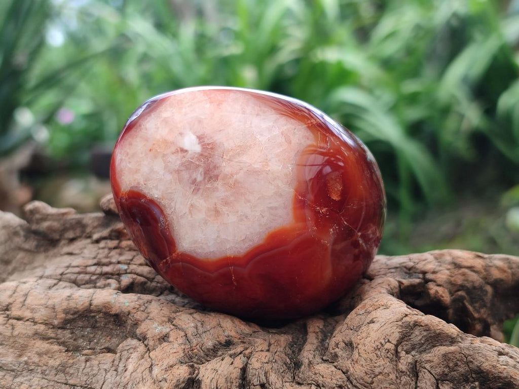 Polished Carnelian Agate Gemstone Galets x 12 From Madagascar