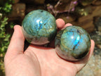 Polished Labradorite Spheres x 4 From Madagascar