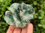 Natural Watermelon Fluorite Cobbed Specimens x 12 From Uis, Namibia