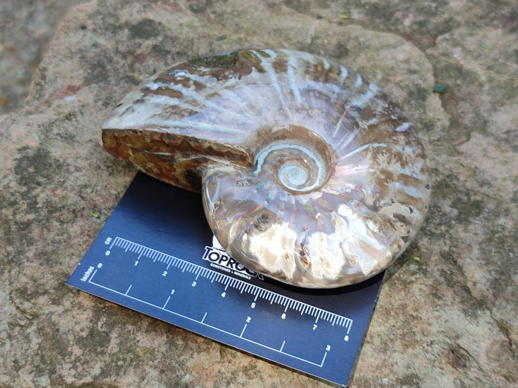 Polished Cleoniceras Opalized Ammonite Fossils x 2 From Tulear, Madagascar