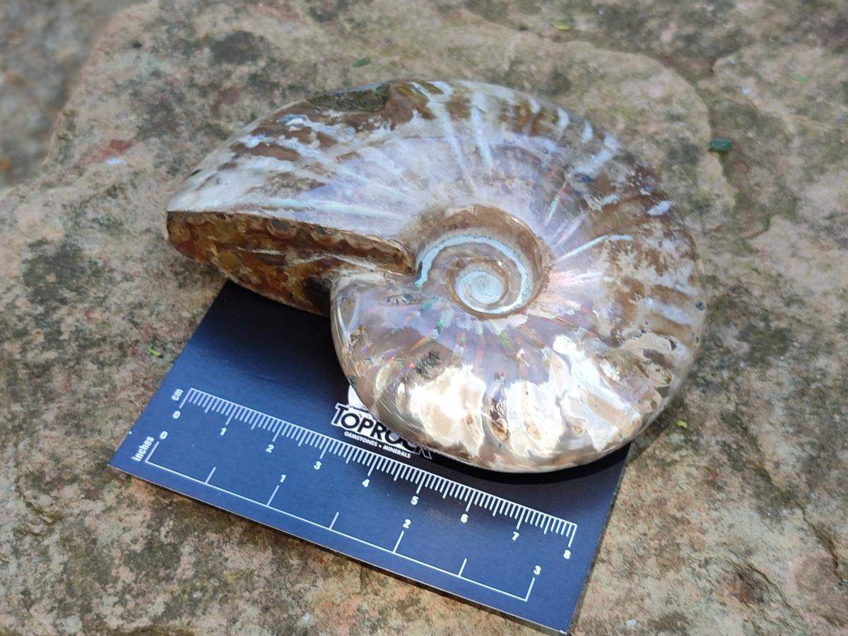 Polished Cleoniceras Opalized Ammonite Fossils x 2 From Tulear, Madagascar