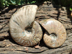 Polished Cleoniceras Opalized Ammonite Fossils x 2 From Tulear, Madagascar
