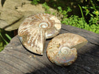 Polished Cleoniceras Opalized Ammonite Fossils x 2 From Tulear, Madagascar