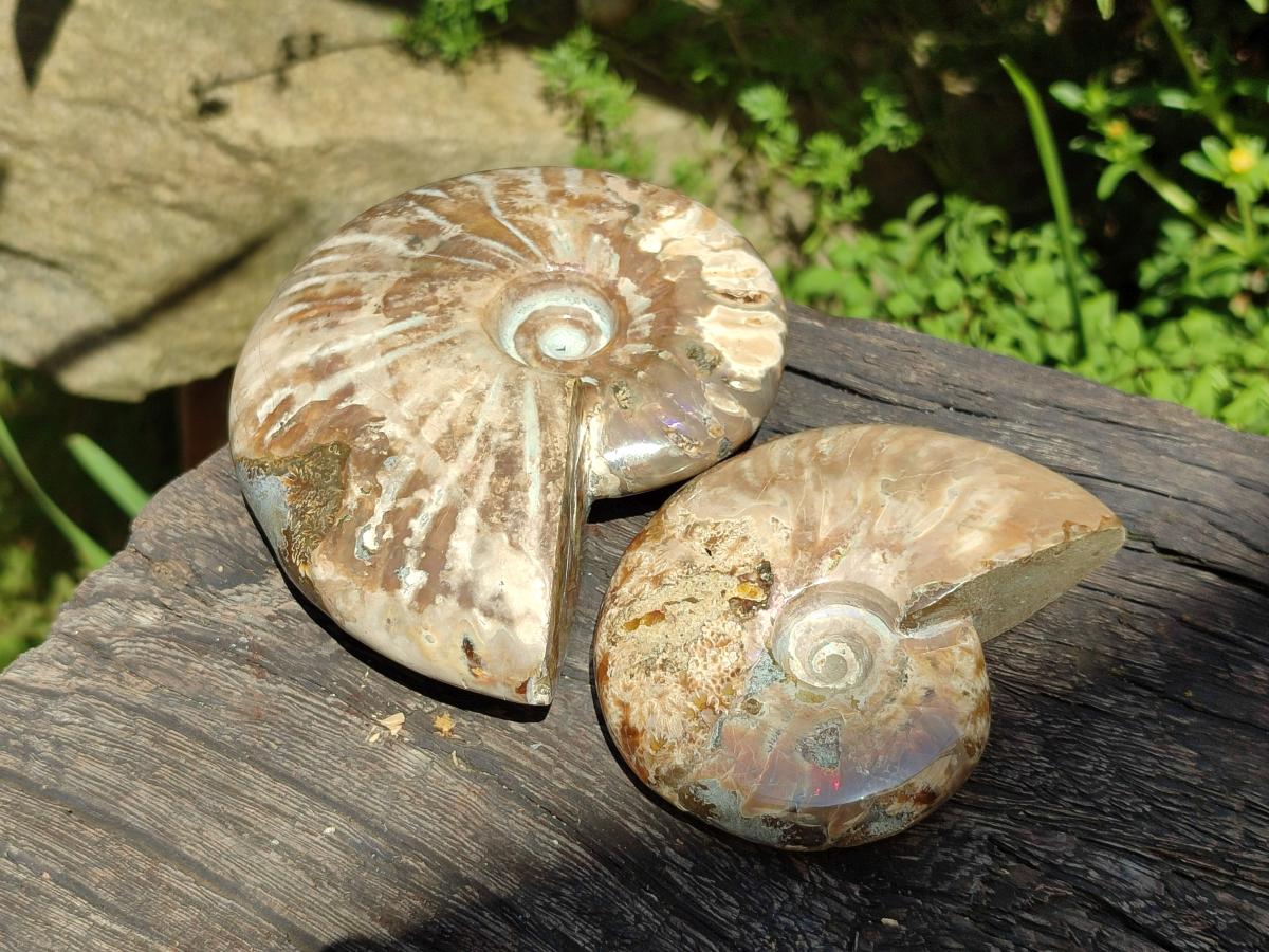 Polished Cleoniceras Opalized Ammonite Fossils x 2 From Tulear, Madagascar