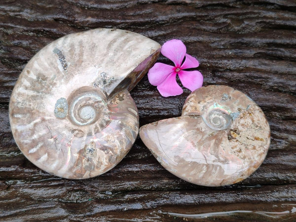 Polished Cleoniceras Opalized Ammonite Fossils x 2 From Tulear, Madagascar