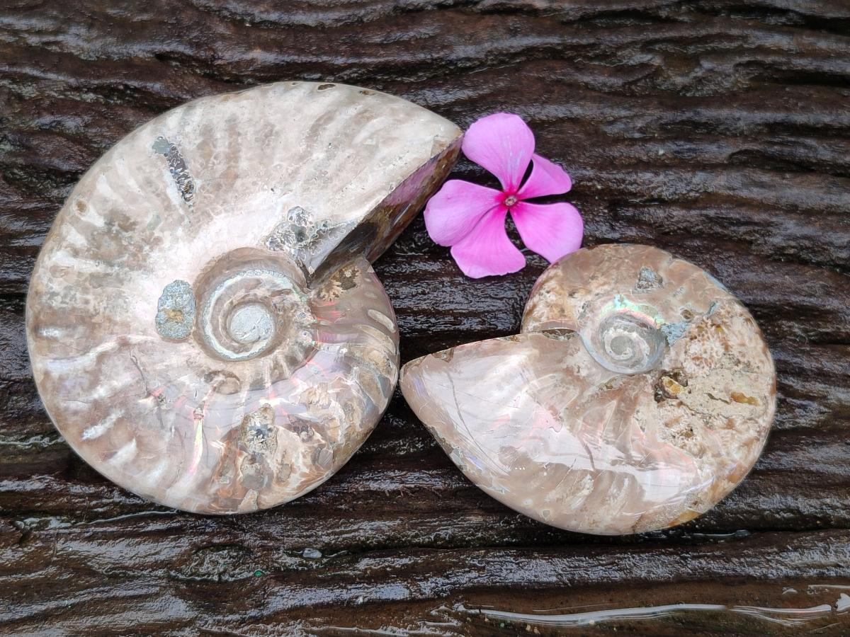 Polished Cleoniceras Opalized Ammonite Fossils x 2 From Tulear, Madagascar