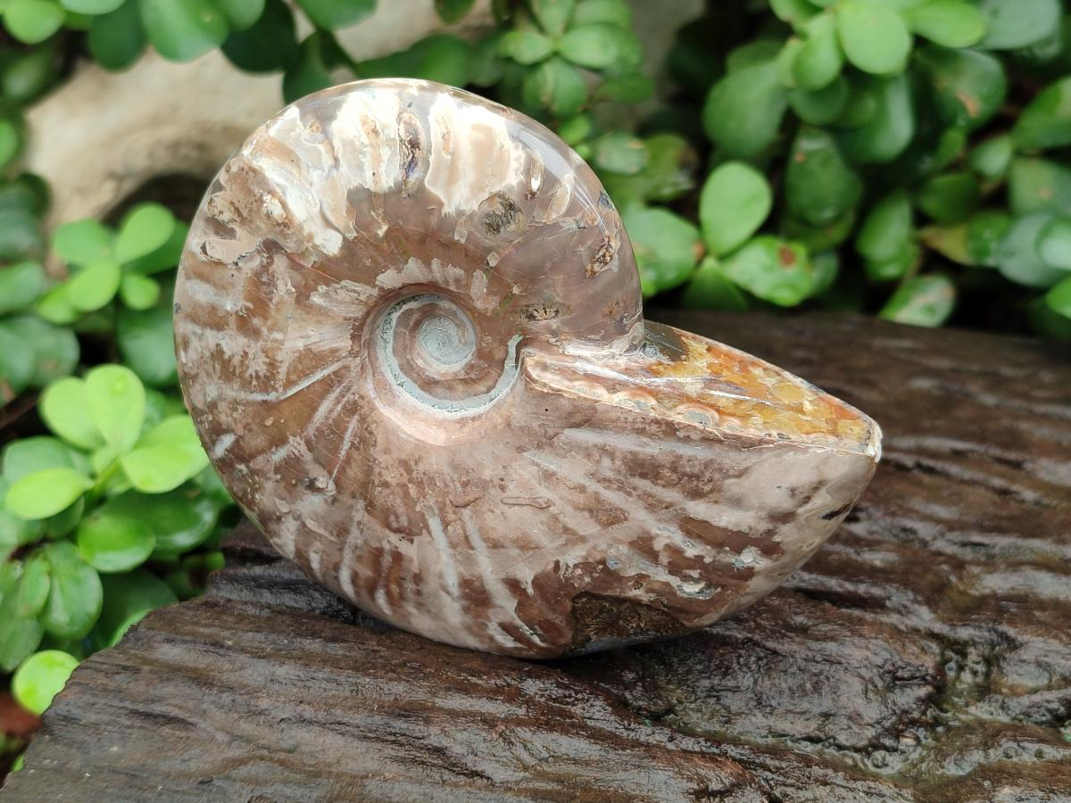 Polished Cleoniceras Opalized Ammonite Fossils x 2 From Tulear, Madagascar
