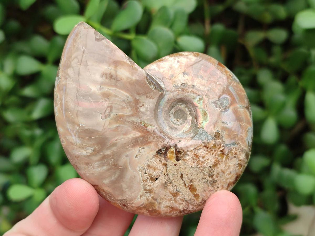 Polished Cleoniceras Opalized Ammonite Fossils x 2 From Tulear, Madagascar