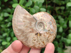 Polished Cleoniceras Opalized Ammonite Fossils x 2 From Tulear, Madagascar