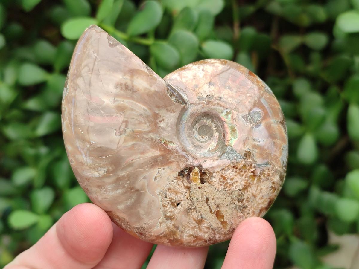 Polished Cleoniceras Opalized Ammonite Fossils x 2 From Tulear, Madagascar