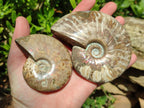 Polished Cleoniceras Opalized Ammonite Fossils x 2 From Tulear, Madagascar