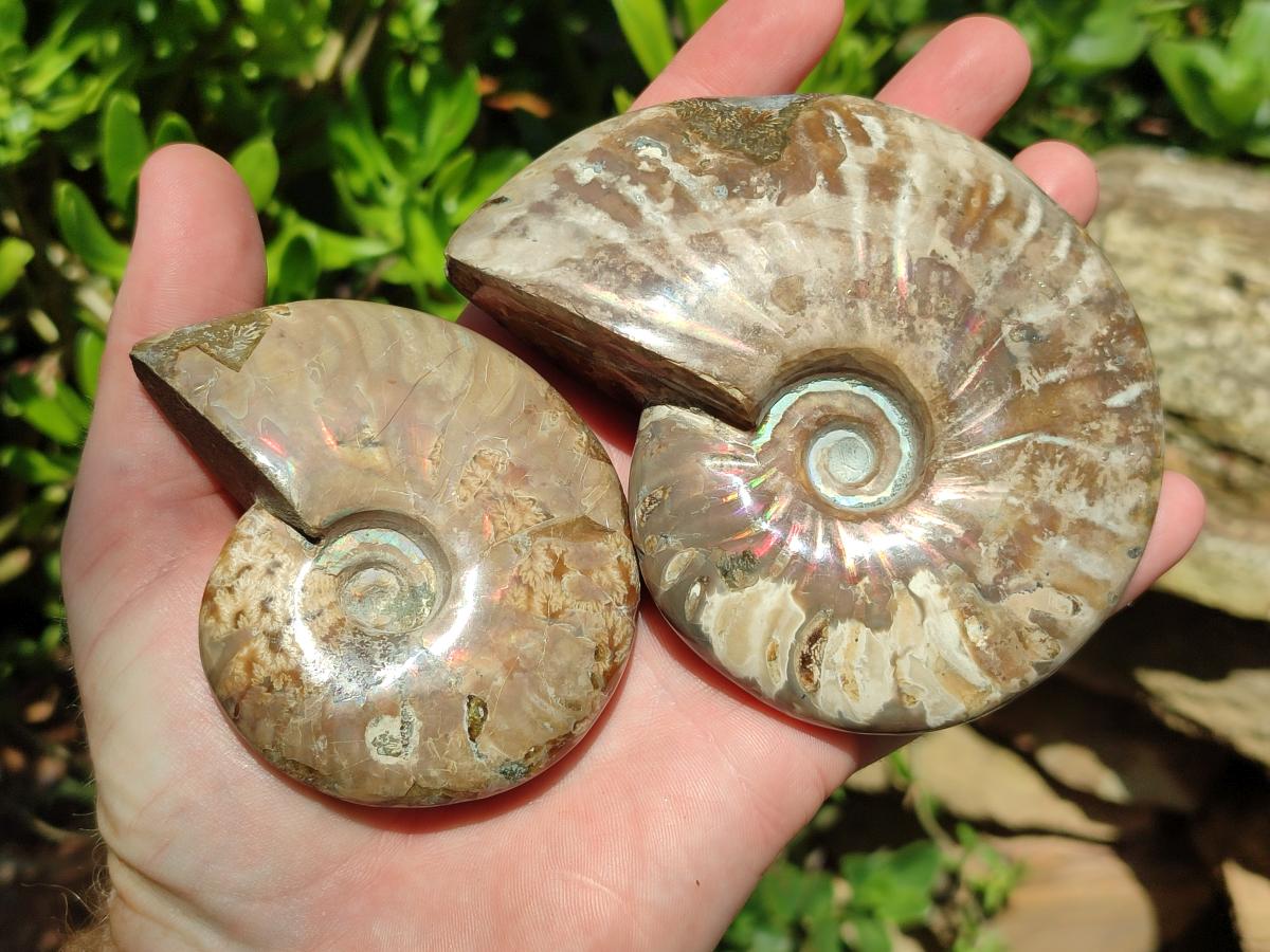 Polished Cleoniceras Opalized Ammonite Fossils x 2 From Tulear, Madagascar