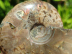 Polished Cleoniceras Opalized Ammonite Fossils x 2 From Tulear, Madagascar