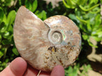 Polished Cleoniceras Opalized Ammonite Fossils x 2 From Tulear, Madagascar
