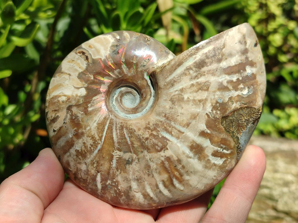 Polished Cleoniceras Opalized Ammonite Fossils x 2 From Tulear, Madagascar