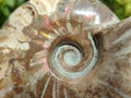 Polished Cleoniceras Opalized Ammonite Fossils x 2 From Tulear, Madagascar
