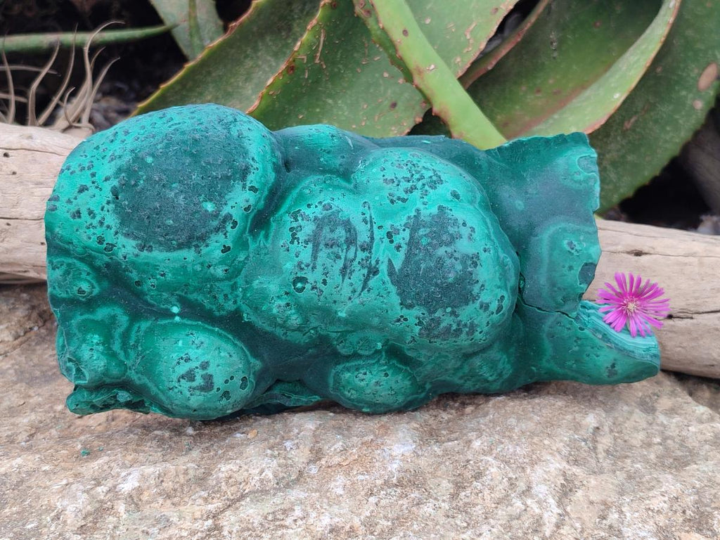 Natural Large Botryoidal Malachite Specimen x 1 From Congo