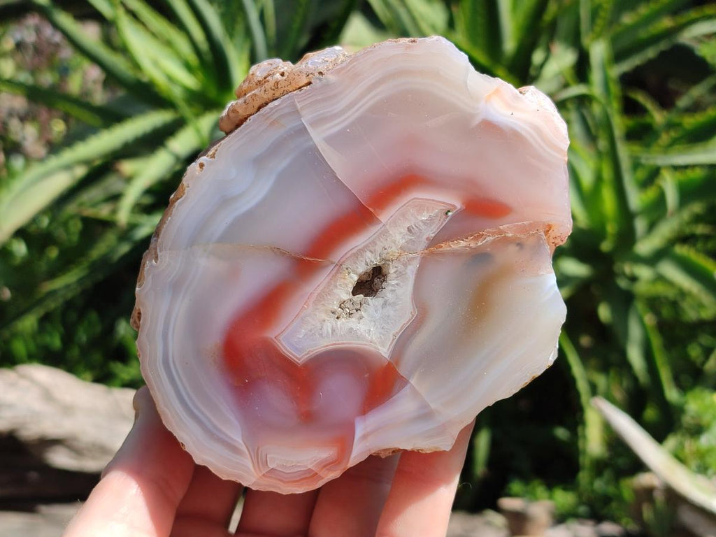 Polished One Side Red Shashe River Agate Nodules x 2 From Shashe River, Zimbabwe
