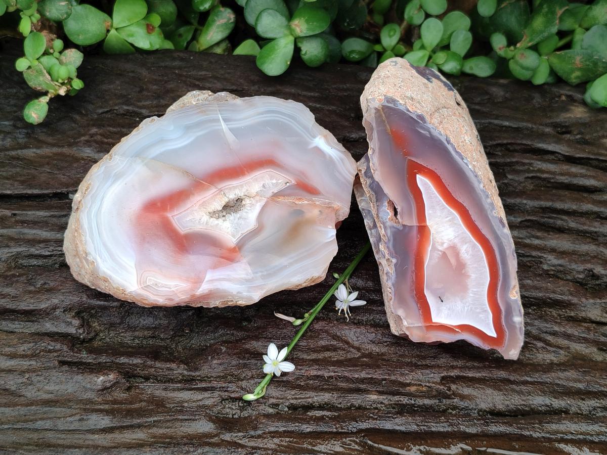Polished One Side Red Shashe River Agate Nodules x 2 From Shashe River, Zimbabwe