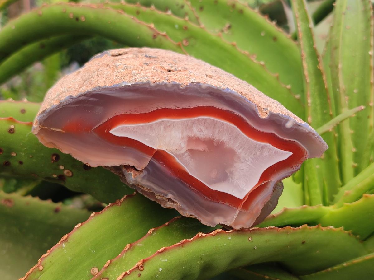 Polished One Side Red Shashe River Agate Nodules x 2 From Shashe River, Zimbabwe