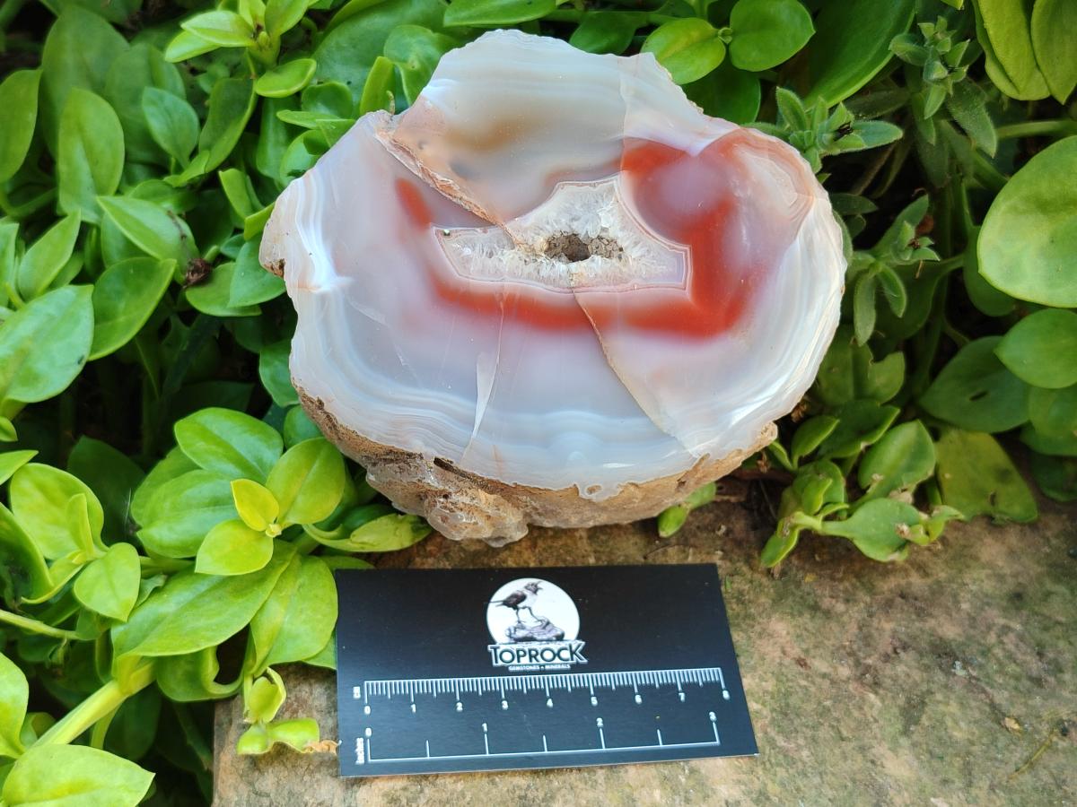 Polished One Side Red Shashe River Agate Nodules x 2 From Shashe River, Zimbabwe