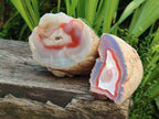 Polished One Side Red Shashe River Agate Nodules x 2 From Shashe River, Zimbabwe
