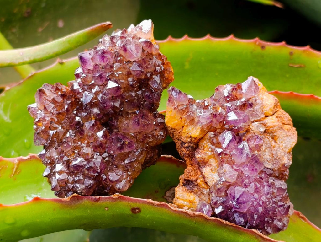Natural Dark Purple Amethyst Quartz Crystal Plates x 35 From Boekenhouthoek, South Africa