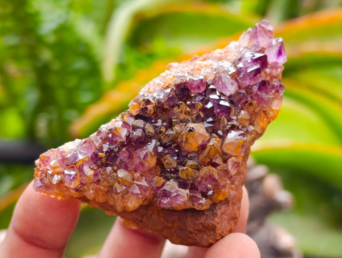 Natural Dark Purple Amethyst Quartz Crystal Plates x 35 From Boekenhouthoek, South Africa