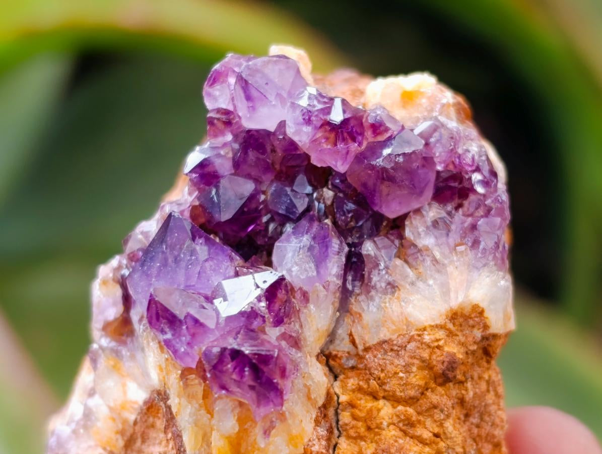 Natural Dark Purple Amethyst Quartz Crystal Plates x 35 From Boekenhouthoek, South Africa