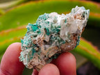 Natural Rare Bladed Barite and Malachite Specimens x 12 From Congo