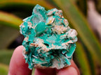 Natural Rare Bladed Barite and Malachite Specimens x 12 From Congo