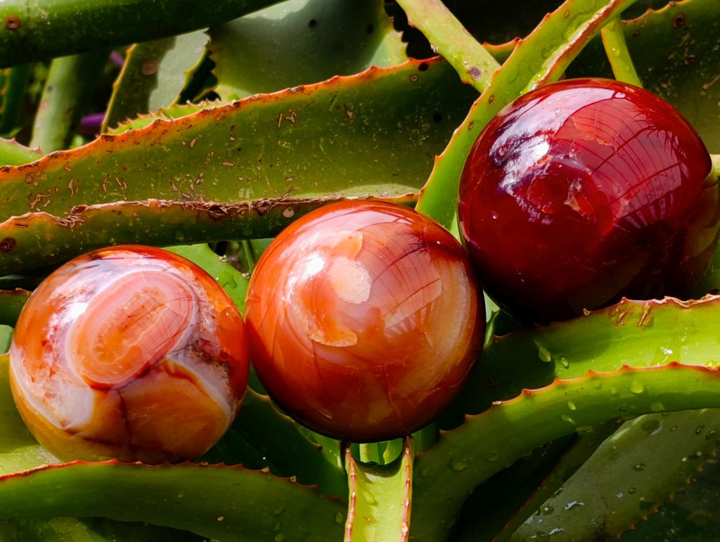 Polished Carnelian Agate Gemstone Spheres x 3 From Madagascar