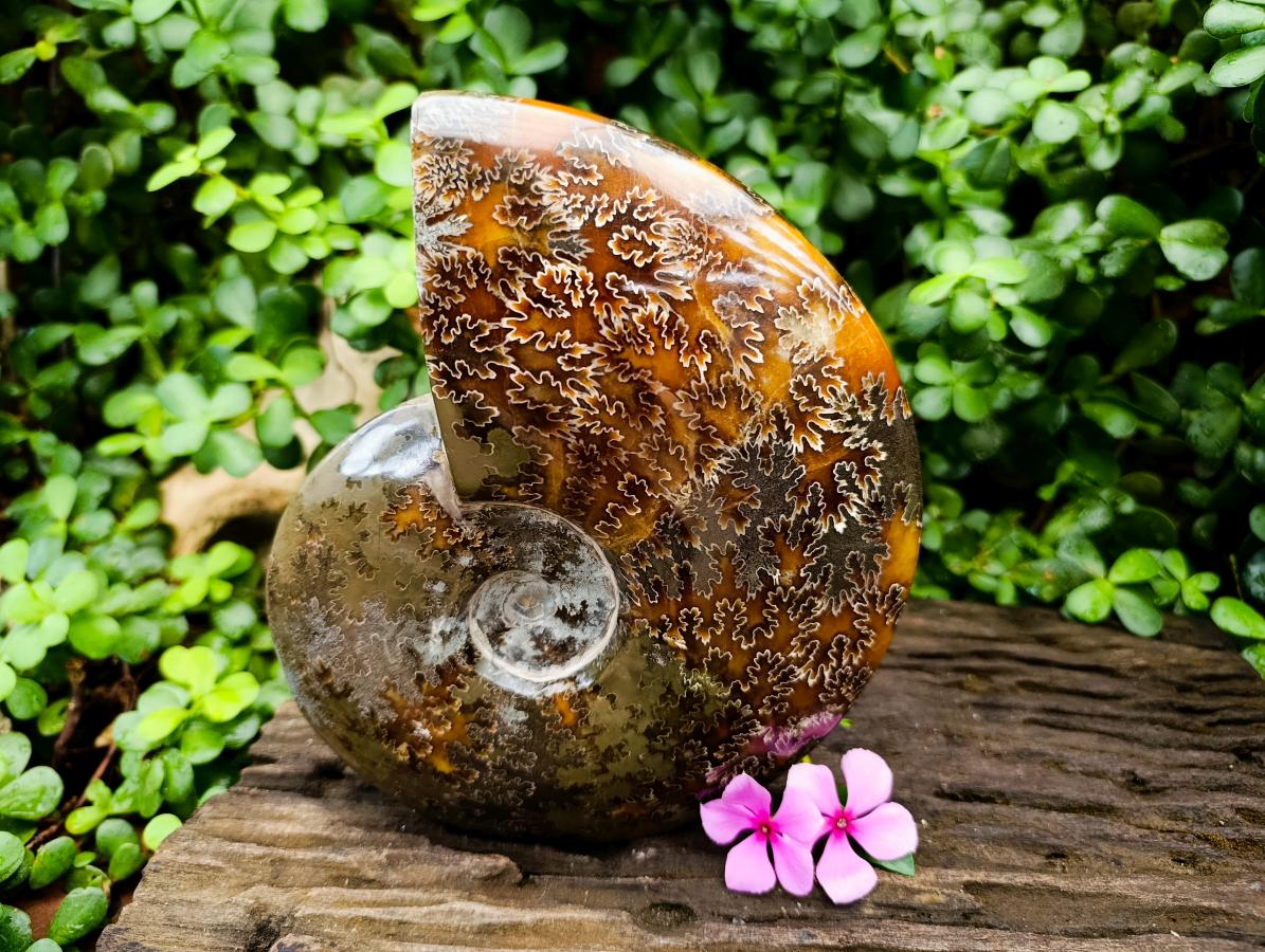 Polished Large Cleoniceras "Jigsaw" Ammonite Fossil x 1 From Tulear, Madagascar