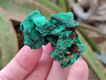 Natural Small Silky Malachite Specimens x 35 From Kasompe, Congo