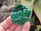 Natural Small Silky Malachite Specimens x 35 From Kasompe, Congo